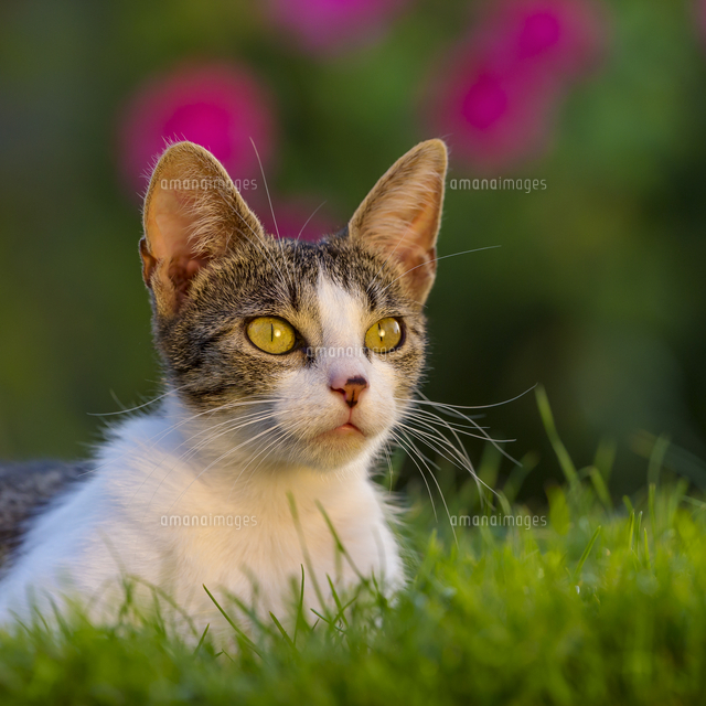 イエネコ の写真素材 イラスト素材 アマナイメージズ