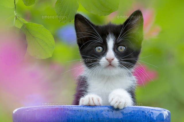 イエネコ の写真素材 イラスト素材 アマナイメージズ