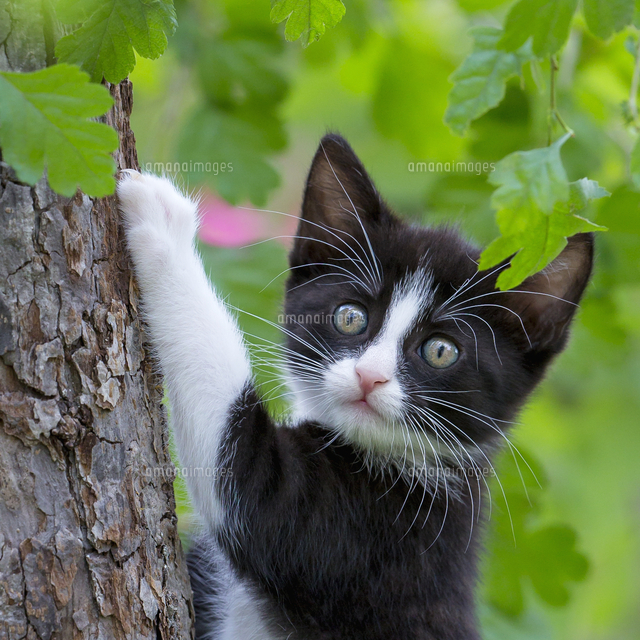 イエネコ の写真素材 イラスト素材 アマナイメージズ