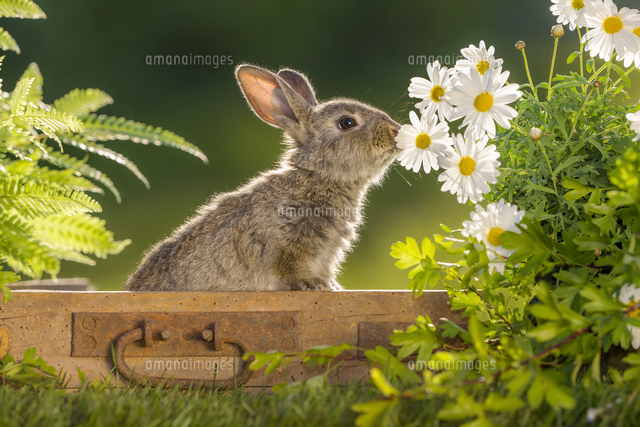 ウサギと花 の写真素材 イラスト素材 アマナイメージズ