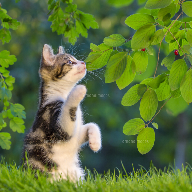 生後8週間の仔猫 タビーアンドホワイト の写真素材 イラスト素材 アマナイメージズ 生後8週間の仔猫 タビーアンドホワイト の写真素材 イラスト素材 アマナイメージズ