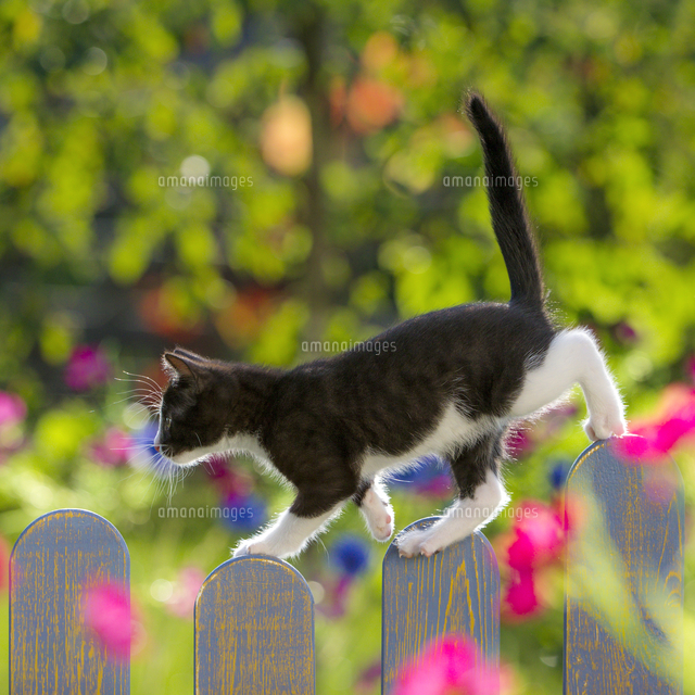 柵の上を歩く生後8週間の仔猫 タキシードキャット 白黒 の写真素材 イラスト素材 アマナイメージズ
