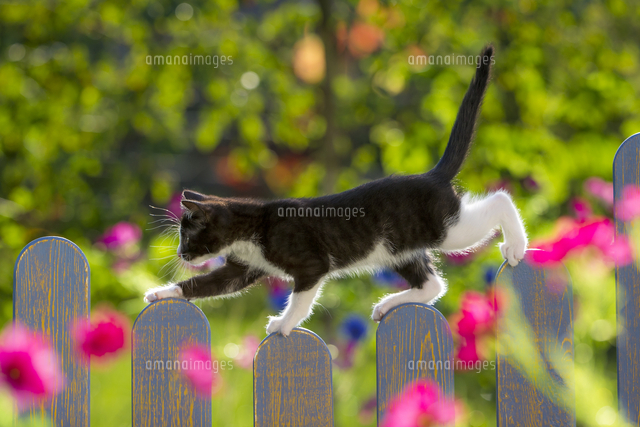 柵の上を歩く生後8週間の仔猫 タキシードキャット 白黒 の写真素材 イラスト素材 アマナイメージズ