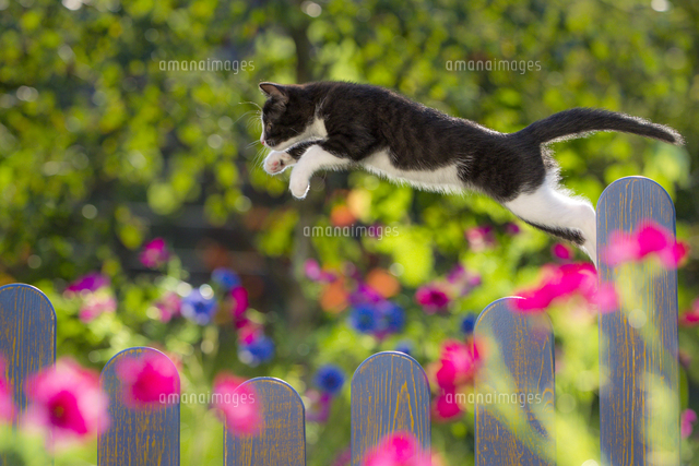 柵の上をジャンプする生後8週間の仔猫 タキシードキャット 白黒 の写真素材 イラスト素材 アマナイメージズ