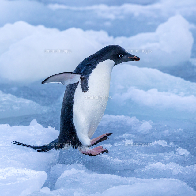 ジャンプするアデリーペンギン の写真素材 イラスト素材 アマナイメージズ ジャンプするアデリーペンギン の写真素材 イラスト素材 アマナイメージズ