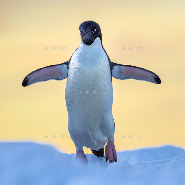ジャンプするアデリーペンギン の写真素材 イラスト素材 アマナイメージズ ジャンプするアデリーペンギン の写真素材 イラスト素材 アマナイメージズ