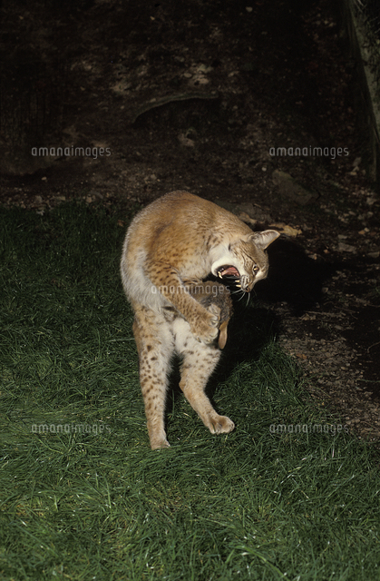 ウサギを捕食するオオヤマネコ の写真素材 イラスト素材 アマナイメージズ