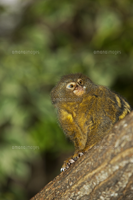 ピグミーマーモセット の写真素材 イラスト素材 アマナイメージズ