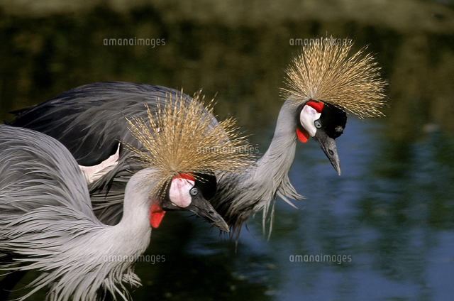 ホオジロカンムリヅル の写真素材 イラスト素材 アマナイメージズ