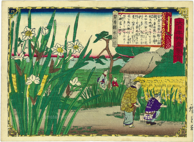 日本画 水仙絵 大日本物産図会 安房国水仙花 20086000642 の写真・