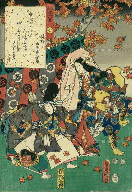 源氏絵 紅葉賀[20086001166]の写真・イラスト素材｜アマナイメージズ