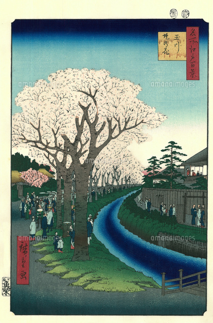 名所江戸百景 玉川堤の花[20086001309]の写真・イラスト素材｜アマナ