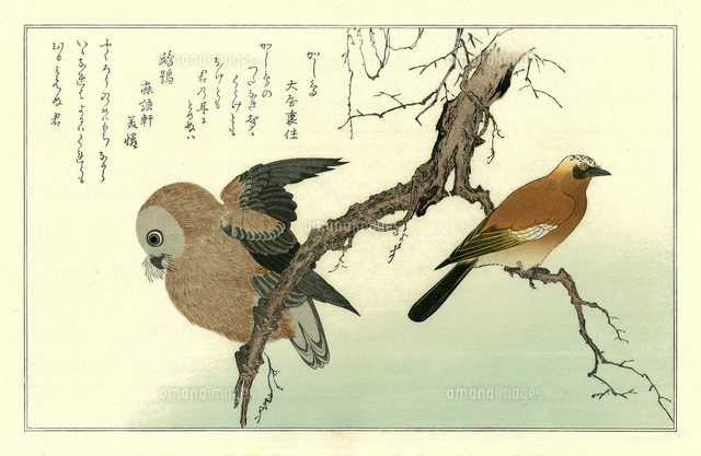 歌麿 百千鳥狂歌合 山雀 鶯[20086001509]の写真・イラスト素材