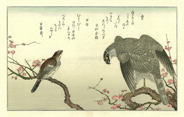 死んだ鳥　肖像画　絵画 楽天市場】【油絵 直筆仕上げ】ジャン＝バティスト・グルーズ