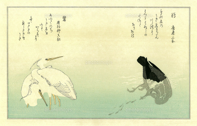 歌麿 百千鳥狂歌合 四十雀 こまどり[20086001515]の写真・イラスト素材
