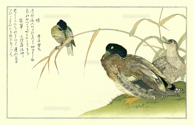 喜多川歌麿 『絵本百千鳥・鴨と翡翠』手摺木版画 悠々洞出版 浮世絵 昭和時代 歌麿 百千鳥狂歌合 鴨 翡翠[20086001508]の写真・イラスト素材