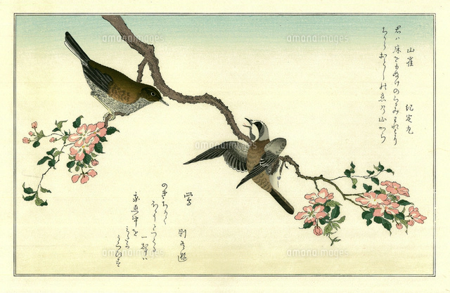 歌麿 百千鳥狂歌合 四十雀 こまどり[20086001515]の写真・イラスト素材