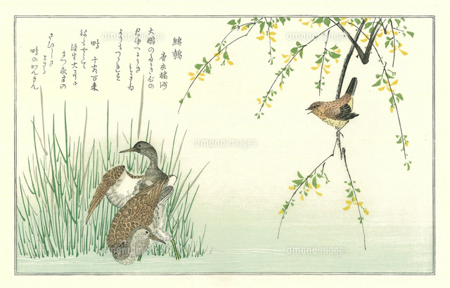 歌麿 百千鳥狂歌合 四十雀 こまどり[20086001515]の写真・イラスト素材