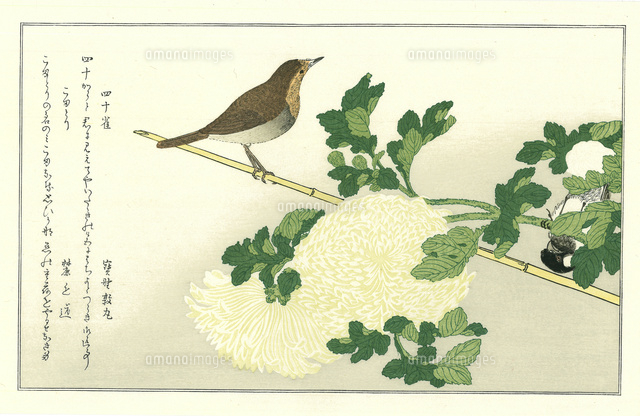 絵銭、左馬白義、くつわ千鳥 歌麿 百千鳥狂歌合 四十雀 こまどり[20086001515]の写真・イラスト素材