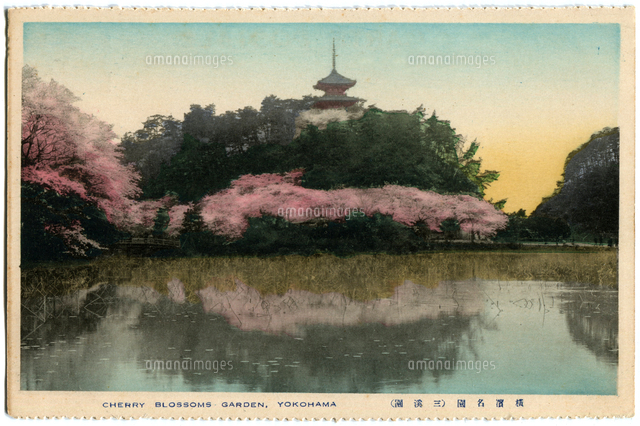 油絵 風景画 神奈川三渓園の枝垂桜【4月】P10 油絵 風景画 神奈川三渓