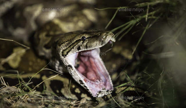 アフリカロックパイソンの写真素材 ストックフォト アマナイメージズ