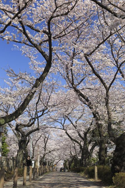 Japan Tokyo Aoyama Cemetery Famous For The Spectacular Display Of Flowers During The Cherry Bloss の写真素材 イラスト素材 アマナイメージズ
