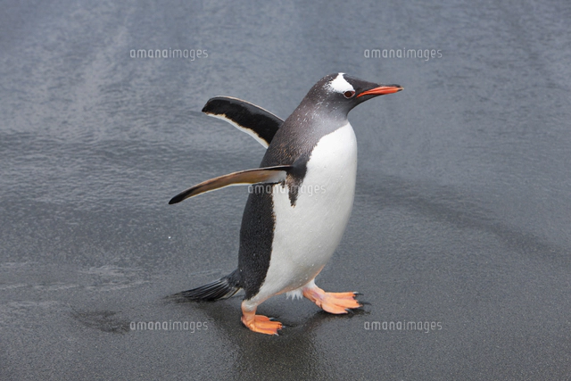 Gentoo Penguins (Pygocelis papua papua), Sea Lion Island, Falkland