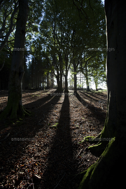 Long shadows cast from trees in a forest.[20089009214]の写真素材・イラスト素材｜アマナイメージズ