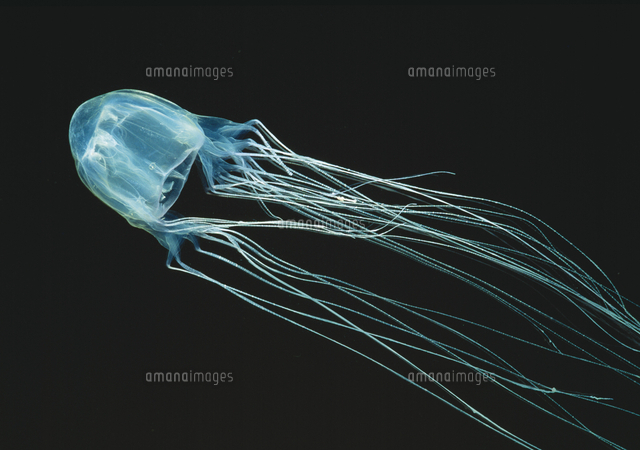 Box Jellyfish (Chironex fleckeri) Kills within 4min. Most venomous