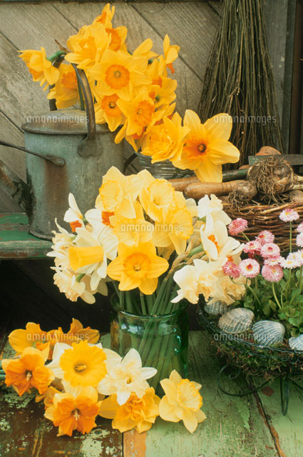 ガラス花瓶に生けた水仙 の写真素材 イラスト素材 アマナイメージズ