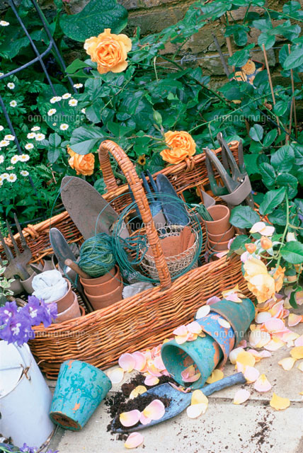 庭のカゴの中のガーデニンググッズ 背後にバラ の写真素材 イラスト素材 アマナイメージズ