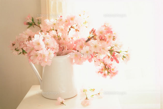 花瓶に生けた桜 a の写真素材 イラスト素材 アマナイメージズ