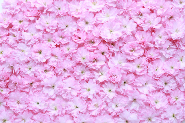 八重桜の敷き詰め の写真素材 イラスト素材 アマナイメージズ