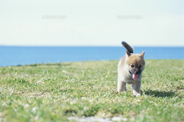 野原で遊ぶ子犬 柴犬 の写真素材 イラスト素材 アマナイメージズ