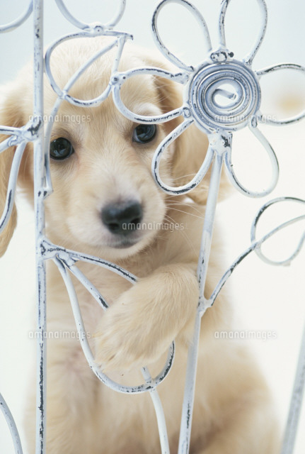 白い犬（ミニチュアダックス）[21003000439]の写真・イラスト素材