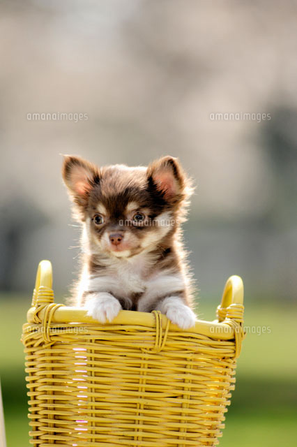 屋外 かごの中の犬 チワワ a の写真素材 イラスト素材 アマナイメージズ 屋外 かごの中の犬 チワワ a の写真素材 イラスト素材 アマナイメージズ