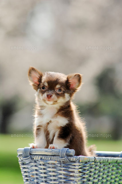 屋外 かごの中の犬 チワワ f の写真素材 イラスト素材 アマナイメージズ 屋外 かごの中の犬 チワワ f の写真素材 イラスト素材 アマナイメージズ