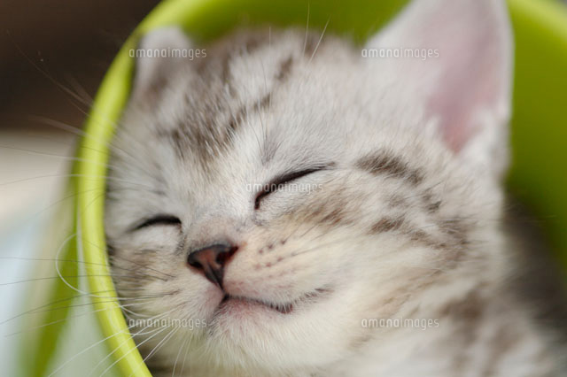 眠る子猫 アメリカンショートヘアー a の写真素材 イラスト素材 アマナイメージズ