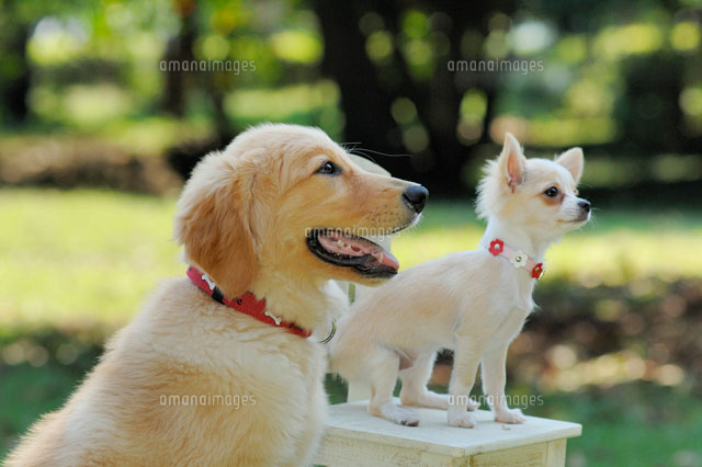 2匹の犬 ゴールデンレトリバーとチワワ の写真素材 イラスト素材 アマナイメージズ