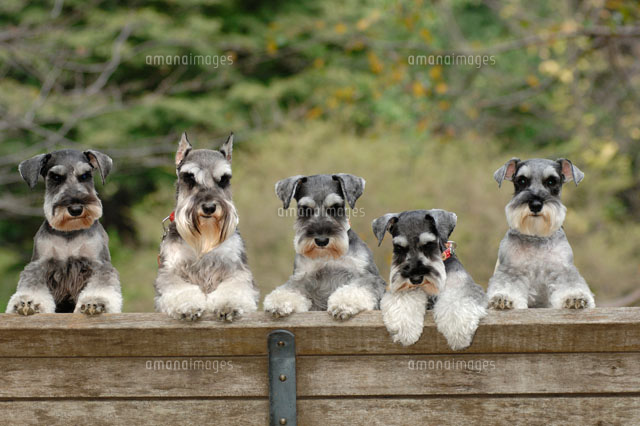 並んだ5匹の犬 ミニチュアシュナウザー の写真素材 イラスト素材 アマナイメージズ