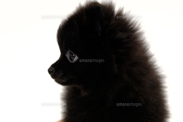 ポメラニアン a の写真素材 イラスト素材 アマナイメージズ