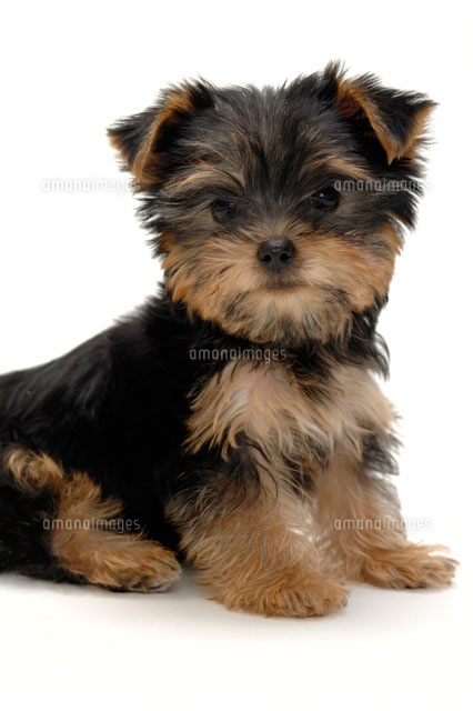 ヨークシャテリア c の写真素材 イラスト素材 アマナイメージズ