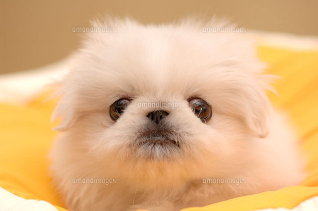 ペキニーズ a の写真素材 イラスト素材 アマナイメージズ