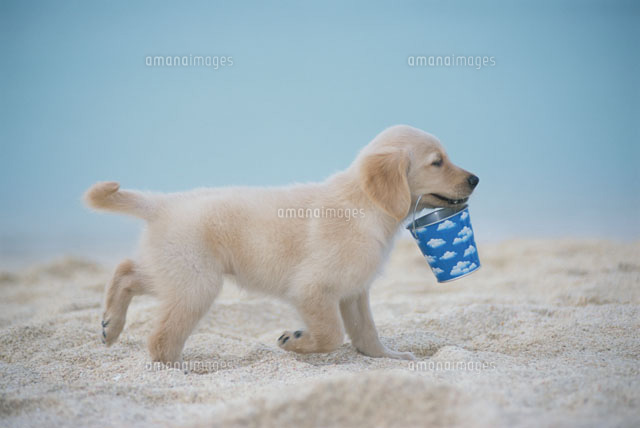 バケツをくわえてビーチを歩くゴールデンレトリバー の写真素材 イラスト素材 アマナイメージズ