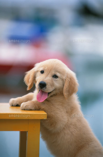 ゴールデンレトリバー 2026年カレンダー ワイド判 ゴールデン・レトリーバー (誠文堂新光社