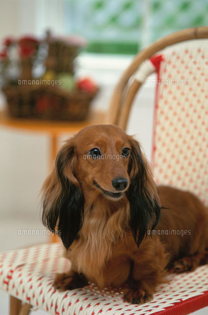 イスに座る犬（ミニチュアダックスフンド）[21003002183]の写真