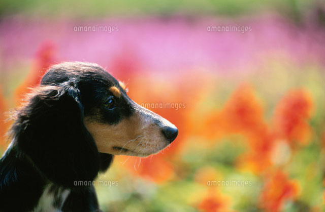 犬 ミニチュアダックスフンド と花畑 の写真素材 イラスト素材 アマナイメージズ