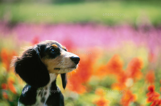 犬 ミニチュアダックスフンド と花畑 a の写真素材 イラスト素材 アマナイメージズ
