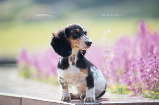 犬 ミニチュアダックスフンド と花畑 の写真素材 イラスト素材 アマナイメージズ