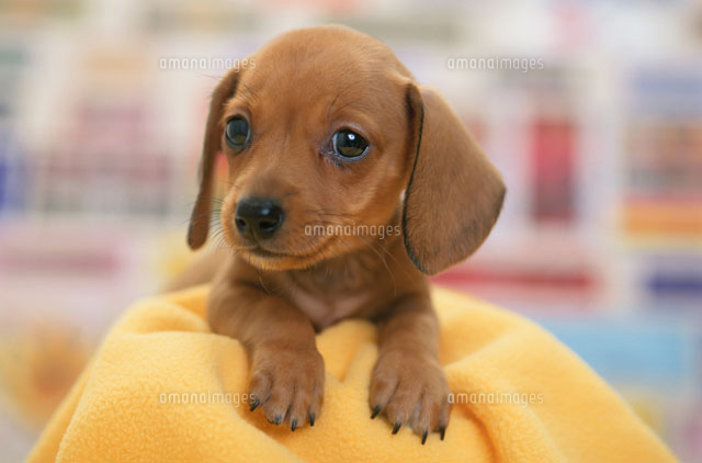 黄色の布の上に手を置く犬（ミニチュアダックスフンド）[21003002427